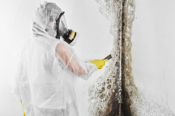 Best Mold Remediation Services  in Holstein, IA