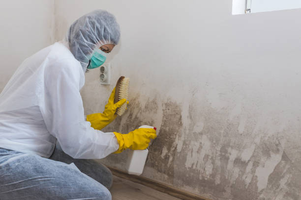 Best Crawl Space Mold Removal  in Holstein, IA