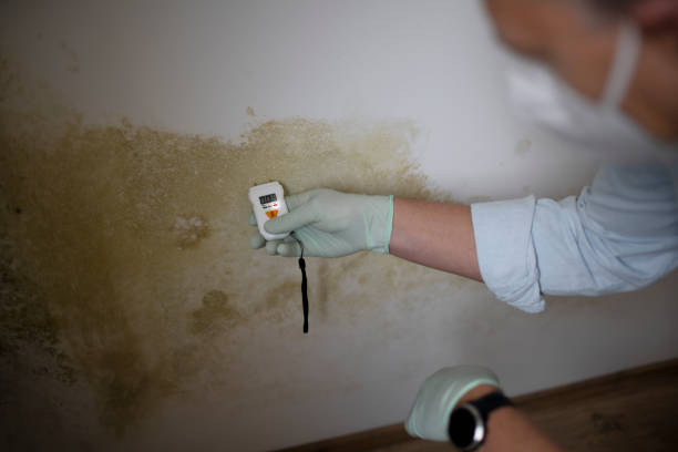 Best Mold Testing and Removal  in Holstein, IA
