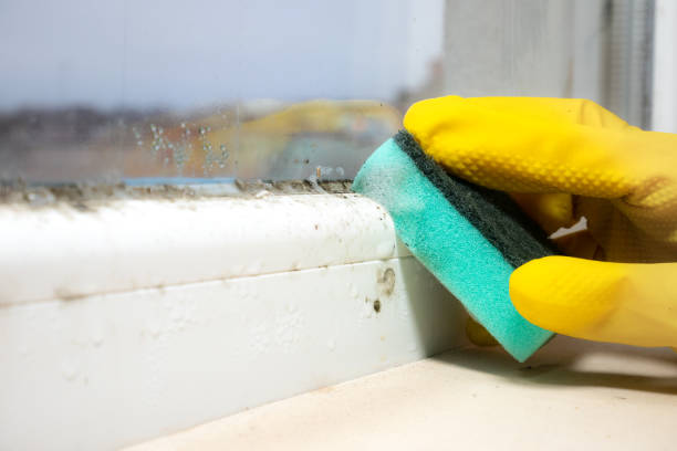 Best Black Mold Removal  in Holstein, IA