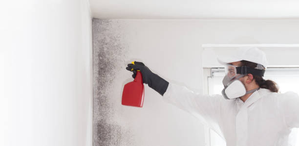Mold Testing and Removal in Holstein, IA
