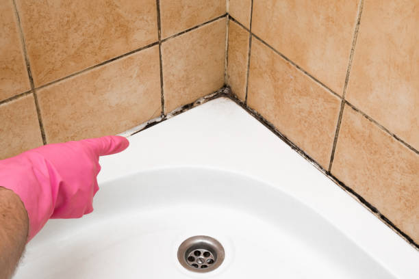 Best Certified Mold Removal  in Holstein, IA